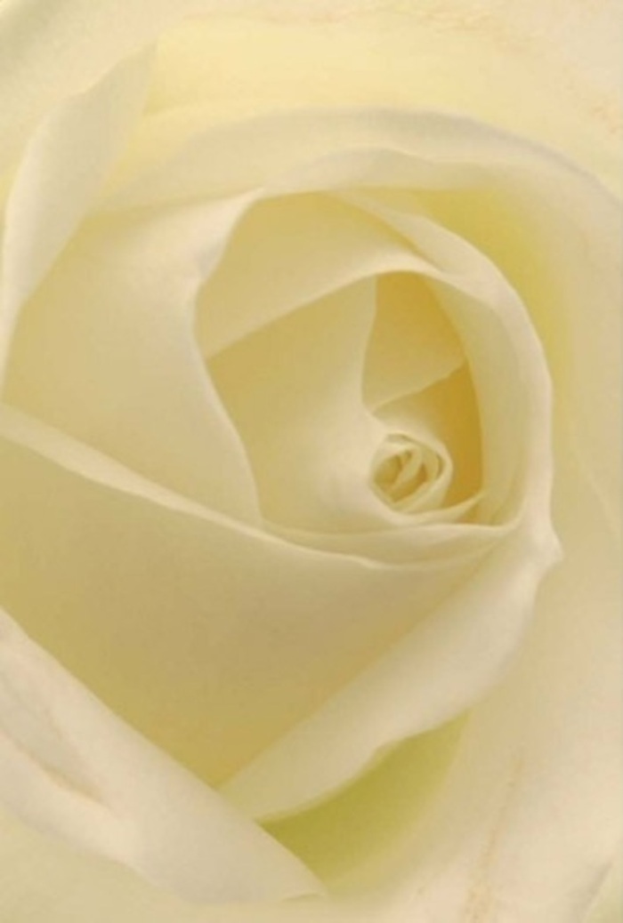 Seen through the lens of a local Balham florist, this close-up of a white rose unfurls a story of tranquility and sophisticated craftsmanship. The petals, luminous with subtle shades of white and cream, seem almost to glow with their own gentle inner light, much like an early mist rising over Tooting Bec's pond. Layers spiral inward with remarkable symmetry, the creamy heart at the center symbolizing both purity and quiet resilience-a flower well-suited to commemorating life's most heartfelt moments. Whether intended as a romantic gesture, a sincere apology, or the centerpiece for an intimate wedding reception on Ramsden Road, this rose emanates understated elegance. Each petal, expertly placed, mirrors the skill and care synonymous with Flower Delivery Balham, carrying subtle nuances of colour and shadow that elevate its natural beauty. Delicate shadows play between the petals, creating a soothing depth and a feeling of serenity, reminiscent of the calm just after a summer rain. Though you cannot see it, the air seems tinged with a soft, clean fragrance-a gentle, persistent reminder that some emotions are best expressed through the timeless grace of a single, perfect bloom. The composition embodies the very best of Balham's floral tradition: fresh, artful, and meaningful, whatever the occasion.